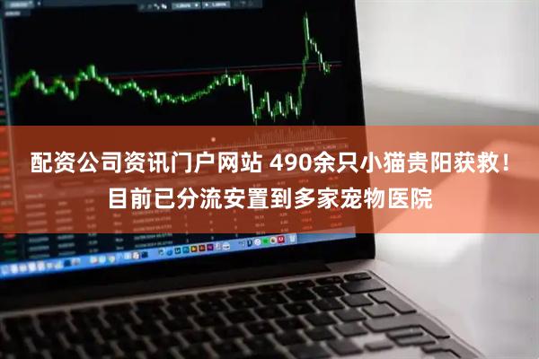 配資公司資訊門戶網(wǎng)站 490余只小貓貴陽(yáng)獲救！目前已分流安置到多家寵物醫(yī)院